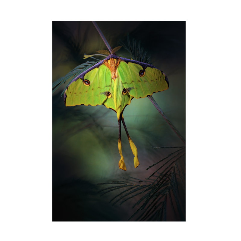 Bolog Jimmy Hoffman Moon Moth Canvas Art, 24" H x 16" W