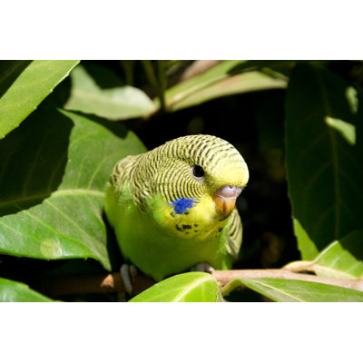 Young Budgie in a Tree by Kerkla