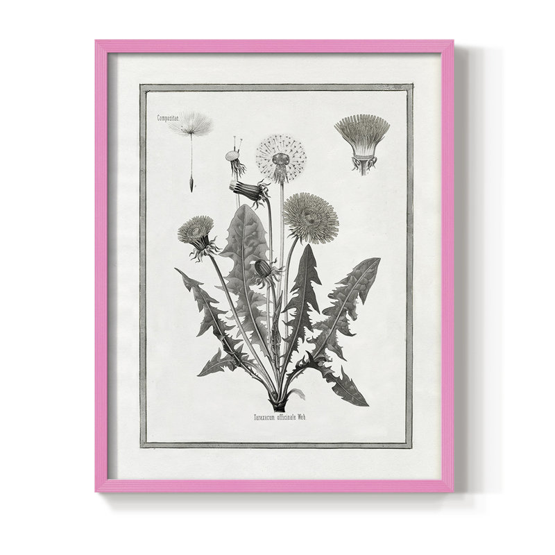Pissenlit I, reproduction encadrée - bois massif, H 30 po x l 24 po, Rose