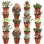 20 Piece Costa Farms Live Mini Succulent Low Maintenance Plant in Plastic Nursery Pot