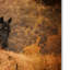 «Horse and the Haystack», impression sur toile tendue Vidur-22076785