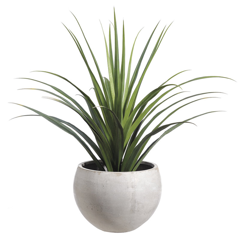 Dracena (plâtre à ciment) GR