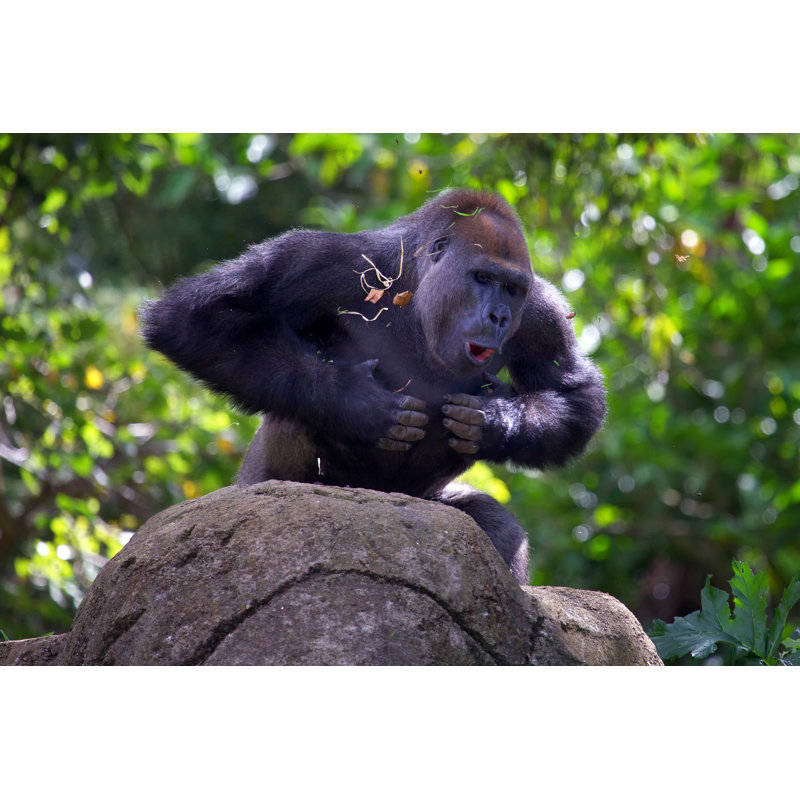 " Silverback Gorilla Beating Chest " by Hypergurl, 24" H x 36" W x 1.25" D