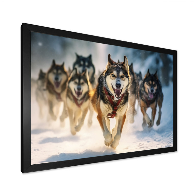 «Alaska Dog Sledding I», art mural sur toile, Cadre photo noir, H 30 po x l 40 po x P 1,5 po