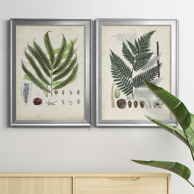 Collected Ferns III - 2 Piece Picture Frame Graphic Art Set on Canvas