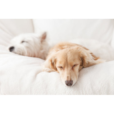 Dogs Sleep - Photographie sur toile tendue