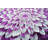 Viens Performance Floral Indoor Rug-472322071