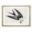 Swallow-Tailed Hawk & Snake by John James Audubon - Framed Print-55642131-55642132