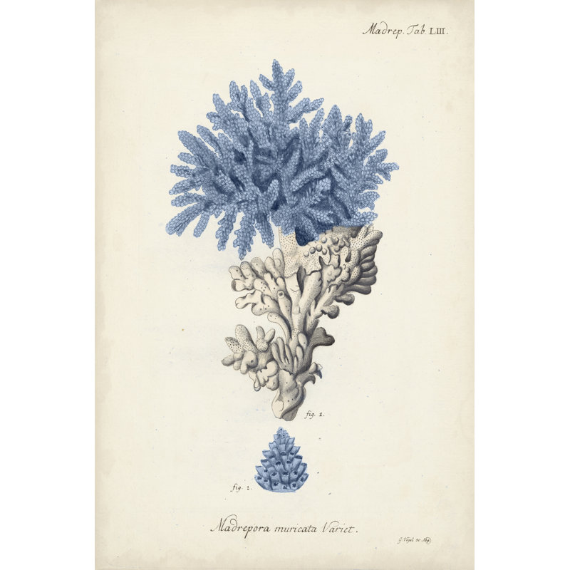 Corail antique en bleu marine III, H 36 po x l 24 po x P 1,25 po