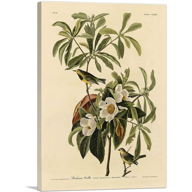 Reproduction d'art sur toile tendue, "Bachman Warbler" par James Audubon, H 18 po x l 12 po x P 0,75 po