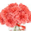 Dahlia Arranged in a Glass Vase
