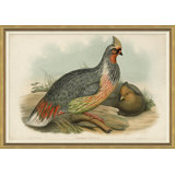 Pheasants From Gould's Birds Of Australia 20 Giclee Print by John Gould