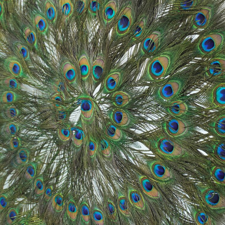 HUJI Peacock Feather Shadow Box Wall Decor