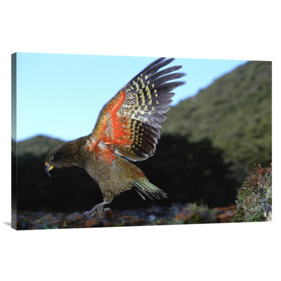 " Kea Showing Brilliant Coloration Under Wing, Arthur "