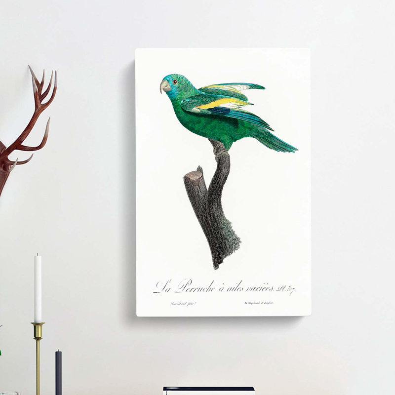 White Winged Parakeet by F. Levaillant - Wrapped Canvas, 50cm H x 35cm W x 3cm D