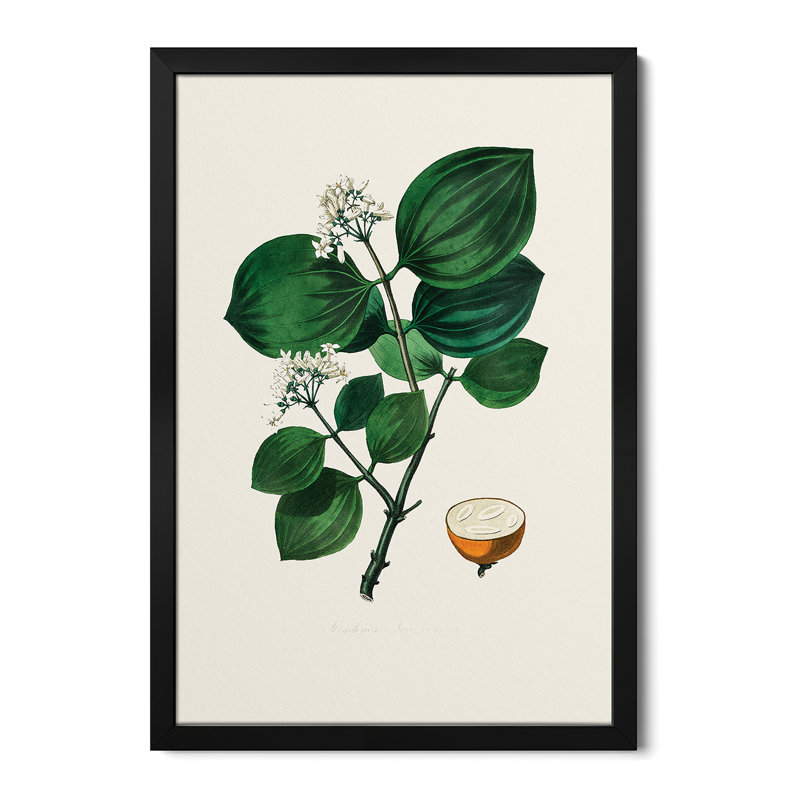 Poison Nu (Strychnos Nux Vomica), botanique médicale - reproduction d'art mural - affiche de galerie, H 32 po x l 24 po