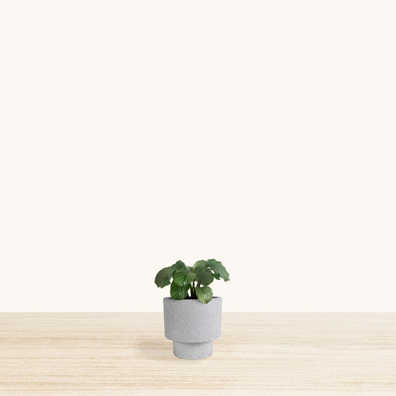 Williard Pot Planter, 10" H x 7" W x 7" D, White