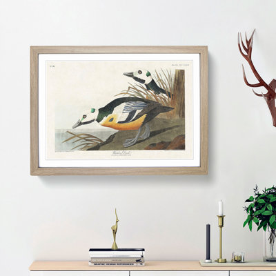 Western Ducks by John James Audubon - Framed Print