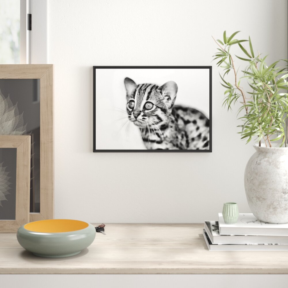 Gerahmtes Wandbild junge Marmorkatze