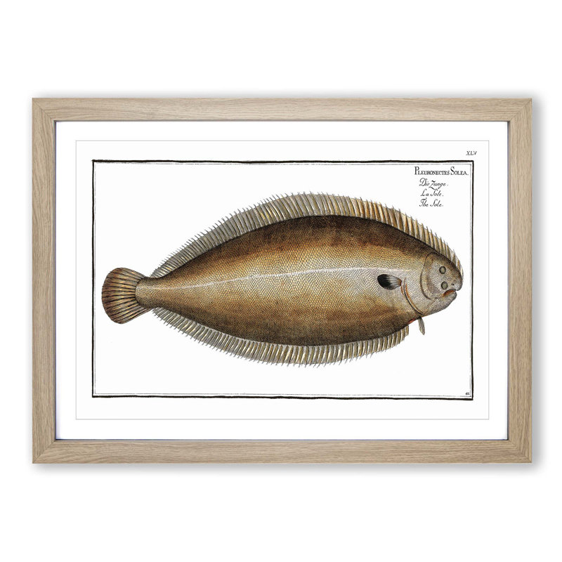 Sole Fish by M.E. Bloch - Picture Frame Painting Print, 27cm H x 36cm W x 2cm D, Oak Framed