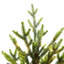 Sapin de Noël artificiel réaliste en épinette verte de 1,5 m, préilluminé avec 200 lumières DEL blanc chaud et un pot décoratif gris.