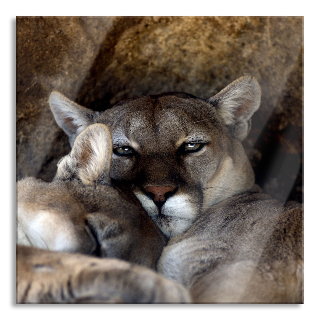 Glasbild Verschlafenes Puma Paar