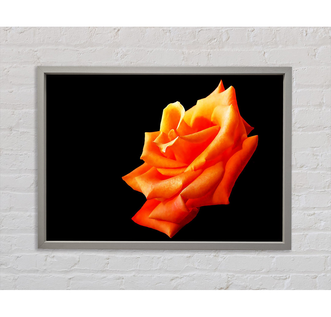 Einzelne Orange Rose In Bloom - Einzelner Bilderrahmen Kunstdrucke auf Leinwand