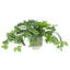 Scindapsus Plant in Ceramic Pot