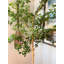 Faux Foliage Tree-778791663