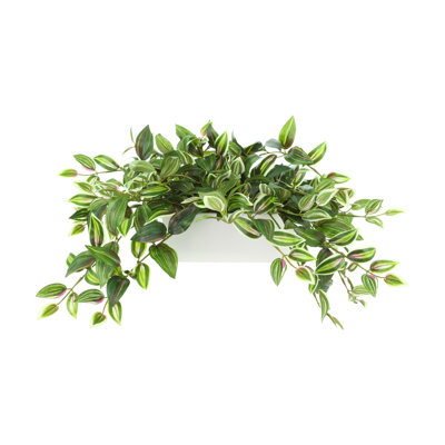 Karas Tradescantia Plant in Vase