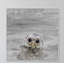 « snow hibou », reproduction de photo sur toile-26233908