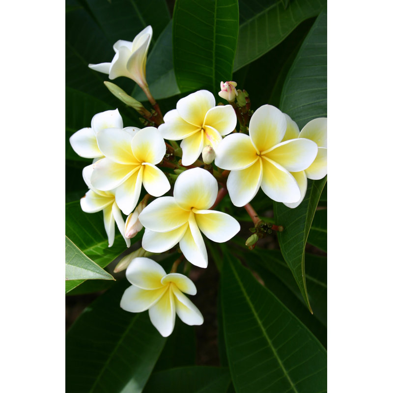 Frangipanis - Wrapped Canvas Print, 46cm H x 30cm W x 3.8cm D