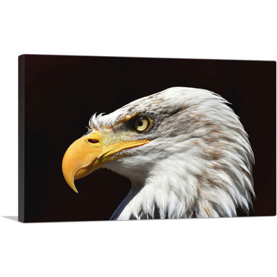 Bald Bald Portrait - reproduction de photo sur toile tendue