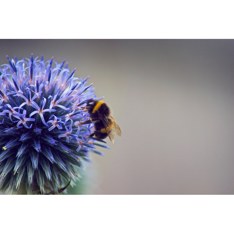 Feeding Bumble Bee by Tristan Wedgbury - Wrapped Canvas Print, 30cm H x 46cm W