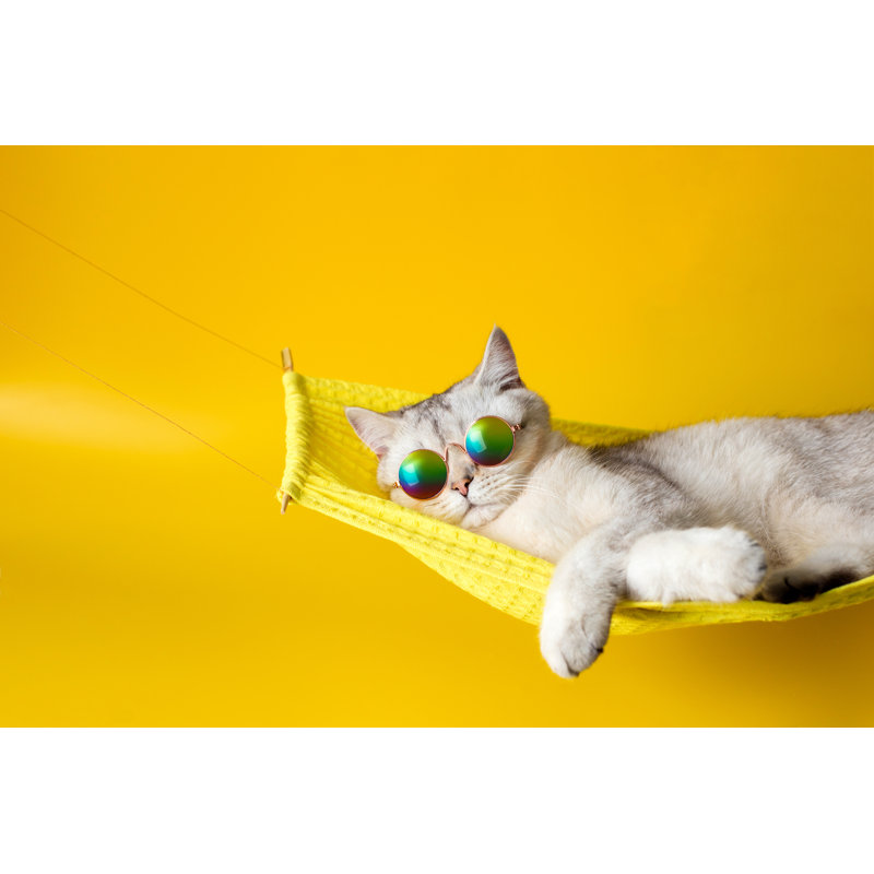 «Cute Cat» par Natasha Zakharova - photographie sur toile tendue, L 12 po x H 8 po