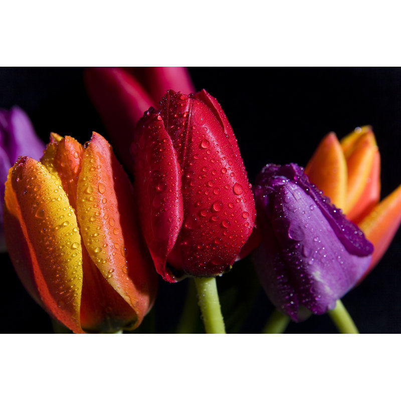 Trois tulipes avec gouttes de pluie par Soloro, H 20 po x l 30 po