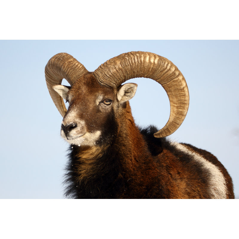 Mouflon Trophy by Taviphoto - Wrapped Canvas Print, 30cm H x 46cm W x 3.8cm D