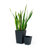 Derince 2-Pack Self-watering Planter - Hand Woven Wicker - Thin Square-1518728492-1509179324