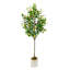 180cm Plant