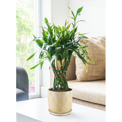 Pot à fleurs en céramique en nid d'abeille avec soucoupe Gracie Oaks