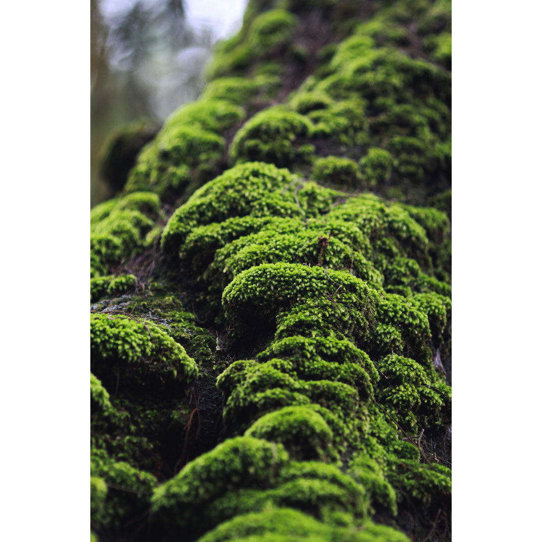 Moss by Yamtono_Sardi - Drucken