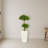 Bonsai Styled Podocarpus Artificial Tree in Planter