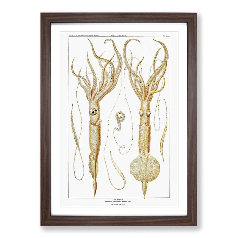 Squid Illustrations by Carl Chun - Picture Frame Painting Print, Walnut Framed, 65cm H x 48cm W x 2cm D