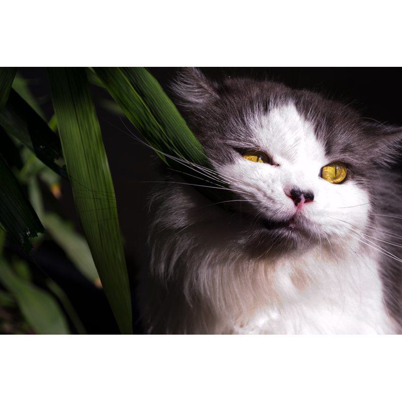 The Persian Cat by Stopboxstudio - Wrapped Canvas Print, 81cm H x 122cm W