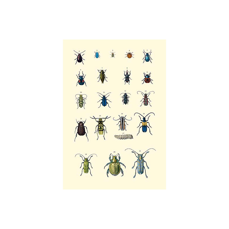 « insect study #2 », impression sur image
