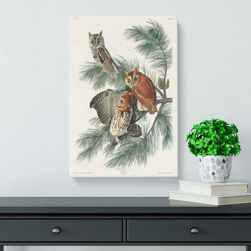 Little Screech Owls by John James Audubon - Wrapped Canvas Art - Wrapped Canvas, 50cm H x 35cm W x 3cm D