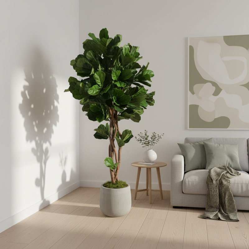Fiddle Leaf Tree in Fiberstone Pot