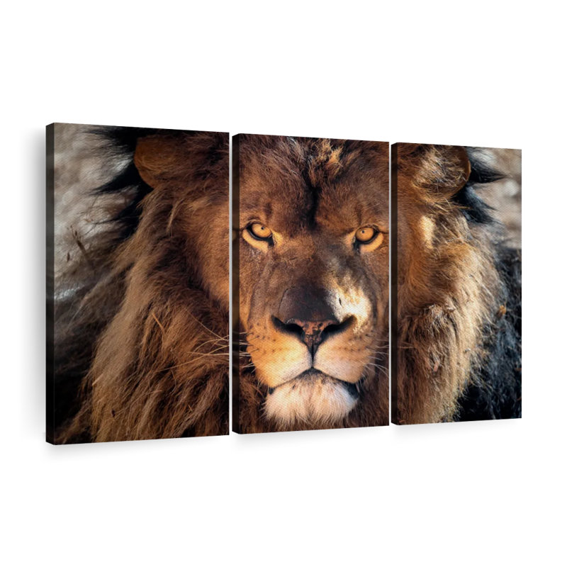 " Tough Lion Head " 3 - Pieces on, 36" H x 57" W x 1.25" D