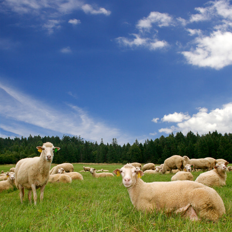 Sheep - Wrapped Canvas Print, 61cm H x 91cm W x 3.8cm D