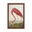 American Flamingo by John Audubon - Floater Frame Painting on Canvas-1482151765-1482151760